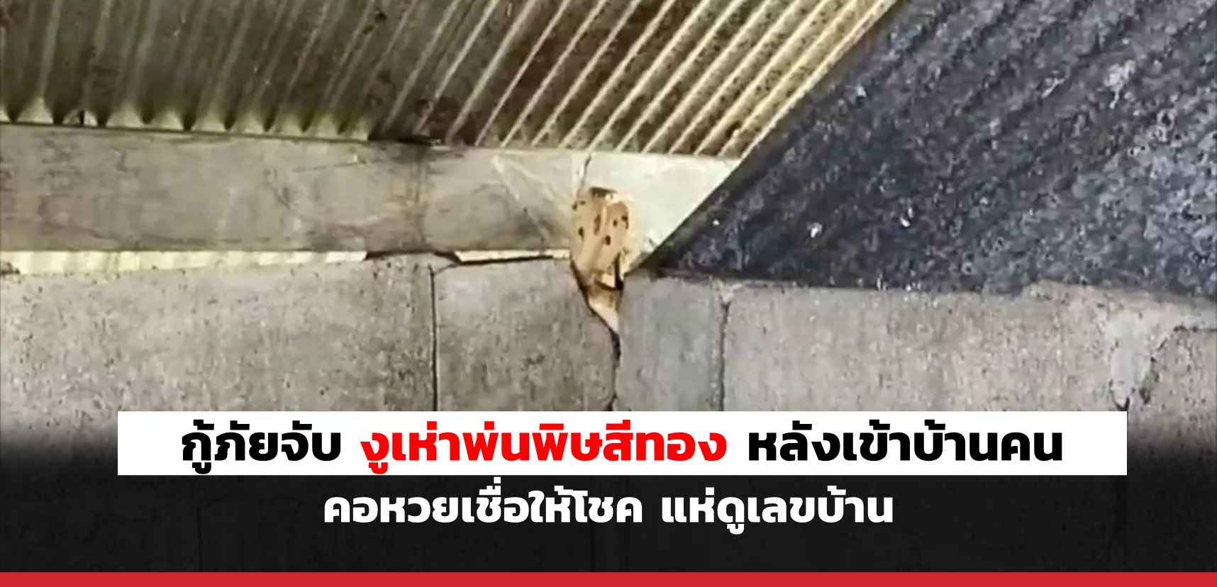 superhuay-กู้ภัยจับ งูเห่าพ่นพิษสีทอง หลังเข้าบ้านคน คอหวยเชื่อให้โชค แห่ดูเลขบ้าน superhuay-กู้ภัยจับ งูเห่าพ่นพิษสีทอง หลังเข้าบ้านคน คอหวยเชื่อให้โชค แห่ดูเลขบ้าน